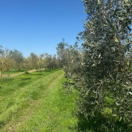 Pian Di Barca Spergolaia